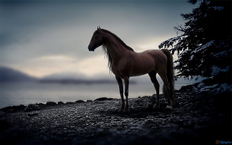 Brown Horse on Rocky Shore — Gray