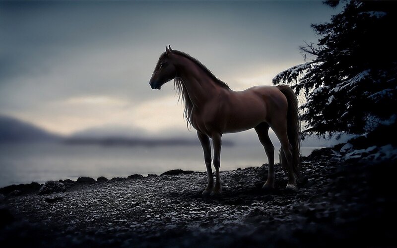 Brown Horse on Rocky Shore