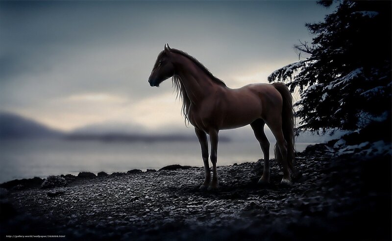 Brown Horse on Shore