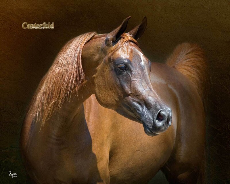 Brown Horse Portrait — Dramatic