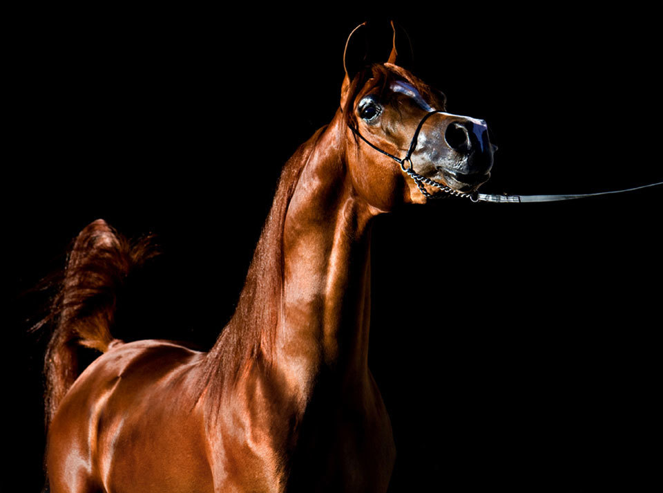 brown horse portrait