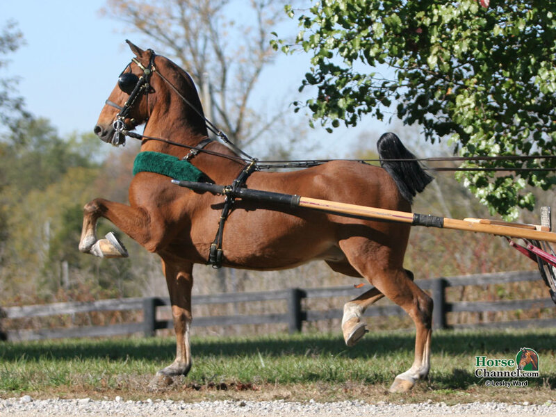brown horse pulling a cart