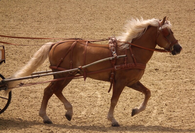Brown Horse Pulling Cart