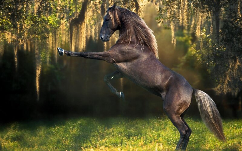 Brown Horse Rearing — Dramatic, Afternoon, Photograph, Grass
