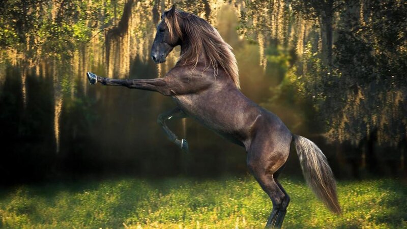 Brown Horse Rearing — Dramatic, Afternoon, Photograph, Trees