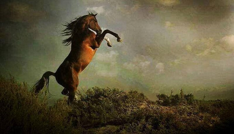 Brown Horse Rearing — Dramatic, Digital Art
