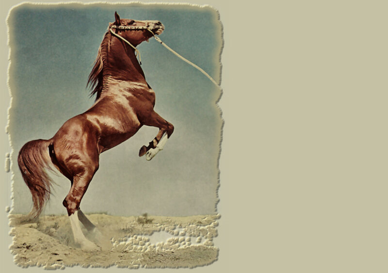 Brown Horse Rearing — Dramatic, Photograph