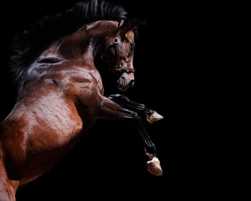 Brown Horse Rearing — Dramatic