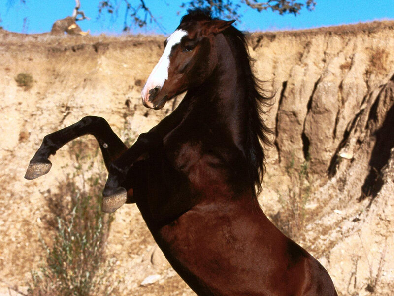 Brown Horse Rearing — Dynamic, Afternoon, Photograph, Dirt Bank