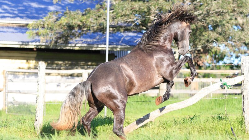 Brown Horse Rearing — Dynamic, Afternoon, Photograph, Fence