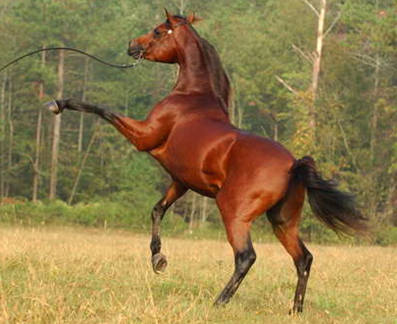 Brown Horse Rearing — Dynamic, Afternoon, Photograph, Field