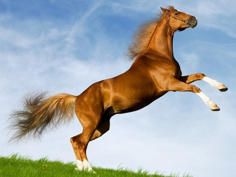 Brown Horse Rearing — Dynamic, Afternoon, Photograph, Grass, Sky, Clouds