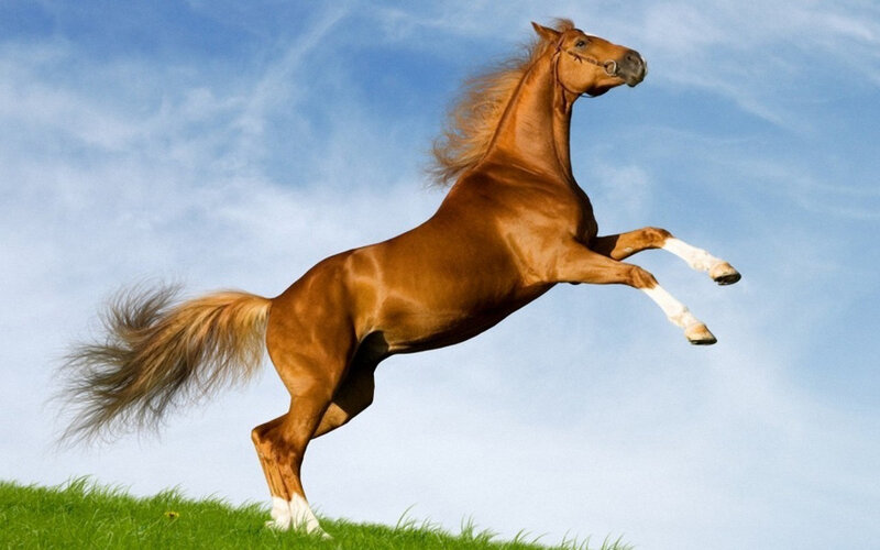 Brown Horse Rearing — Dynamic, Afternoon, Photograph, Grass