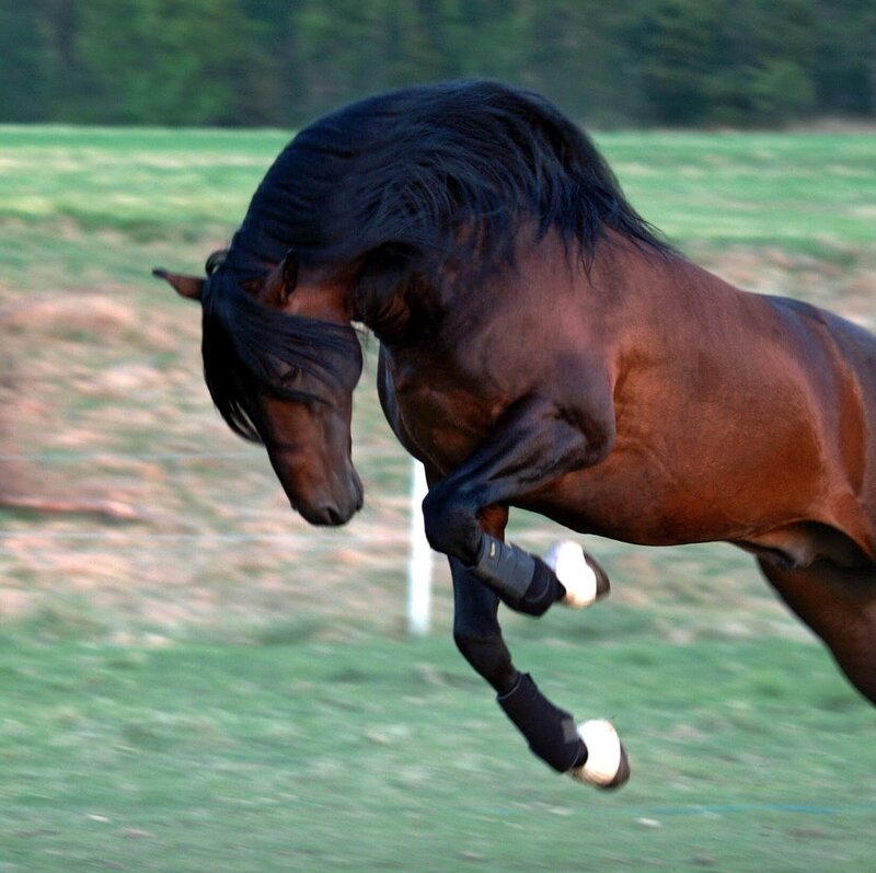Brown Horse Rearing — Dynamic, Afternoon, Photograph