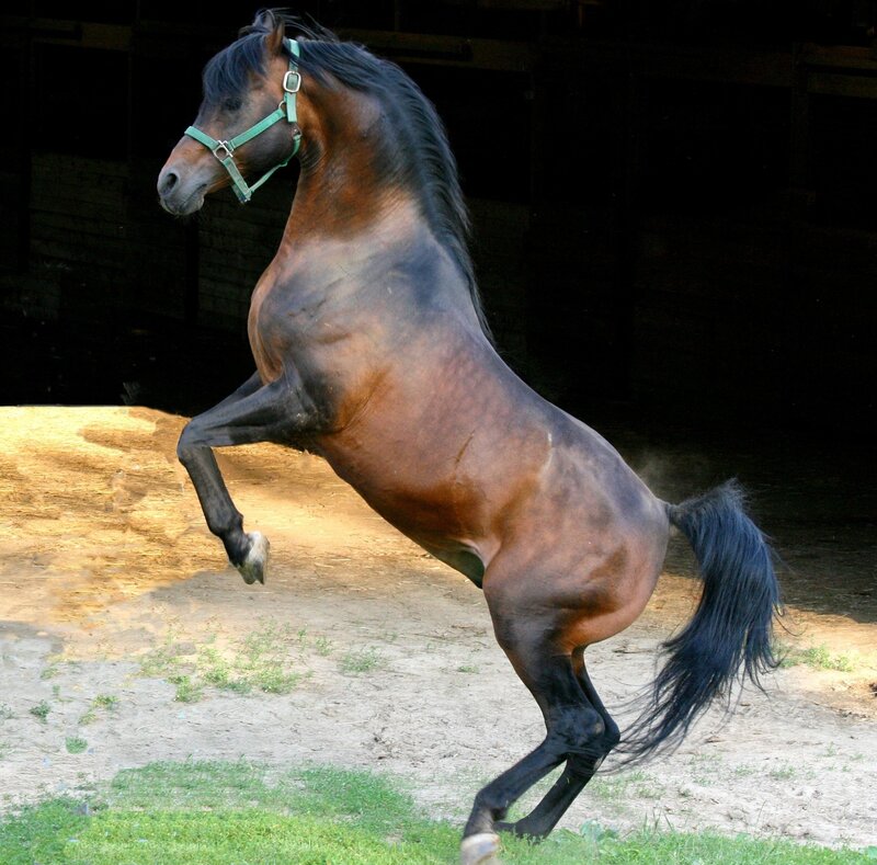 Brown Horse Rearing — Dynamic, Afternoon