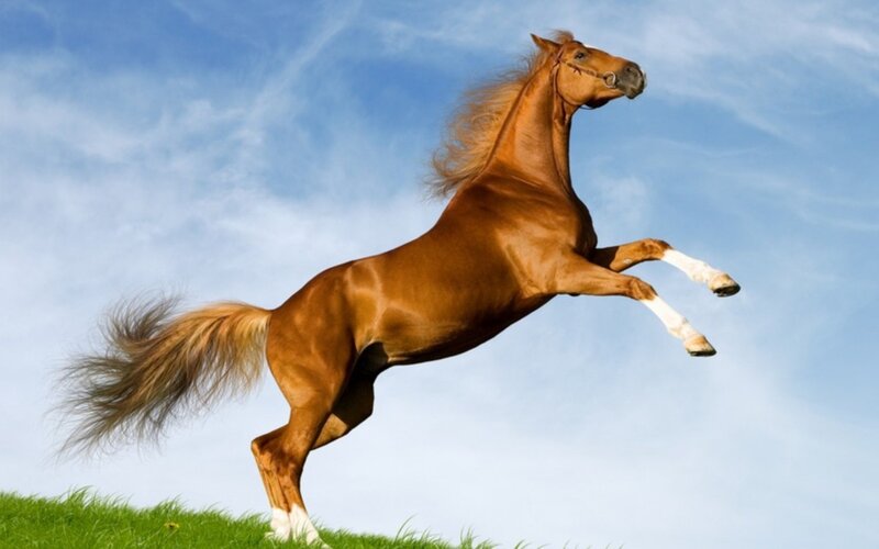 Brown Horse Rearing — Dynamic