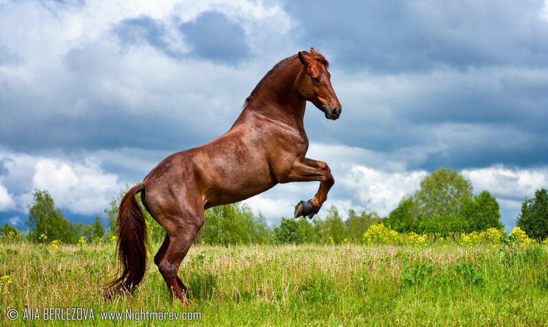 Brown Horse Rearing — Green, Dramatic, Afternoon, Photograph