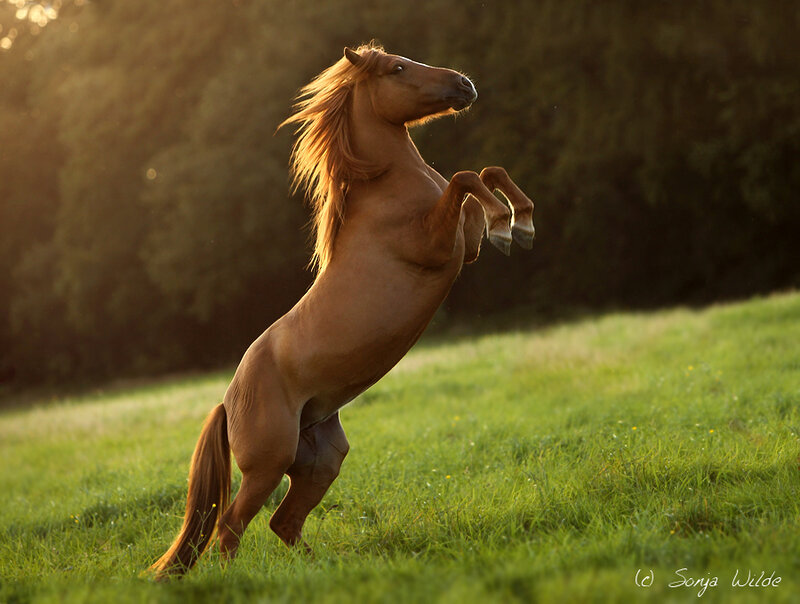 Brown Horse Rearing — Green, Dramatic, Sunset