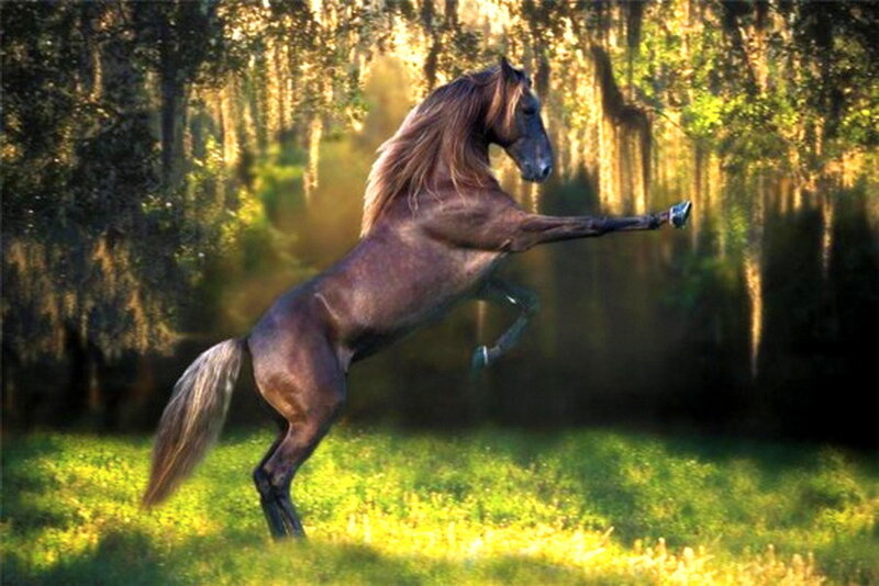 Brown Horse Rearing — Green, Dramatic