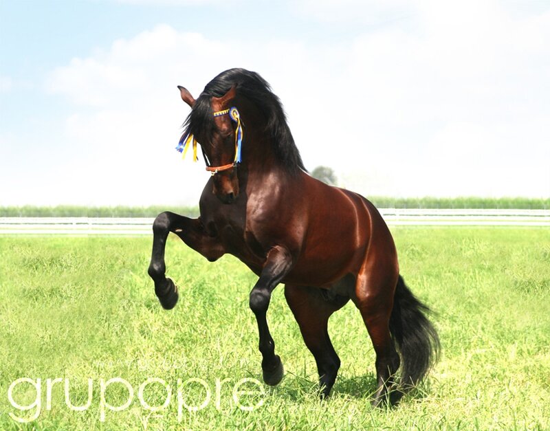 Brown Horse Rearing — Green, Dynamic, Afternoon, Photograph, Grass Field