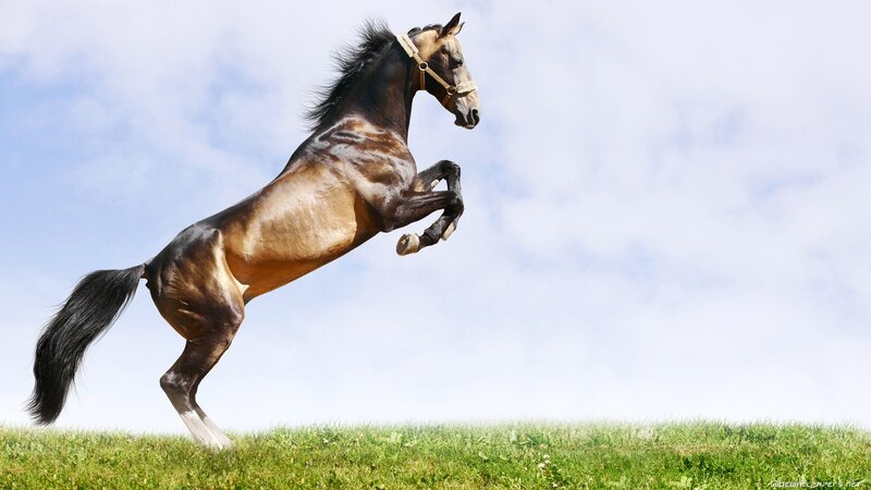Brown Horse Rearing — Green, Dynamic, Afternoon, Photograph, Grass, Sky, Clouds, Blue