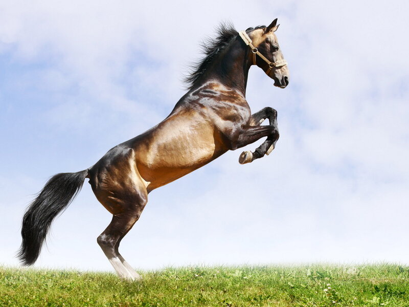 Brown Horse Rearing — Green, Dynamic, Afternoon