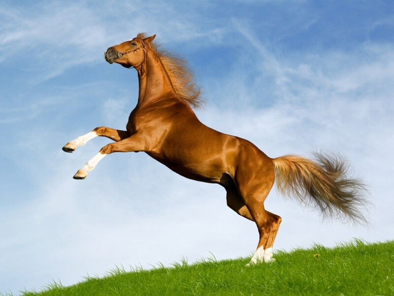 Brown Horse Rearing — Green