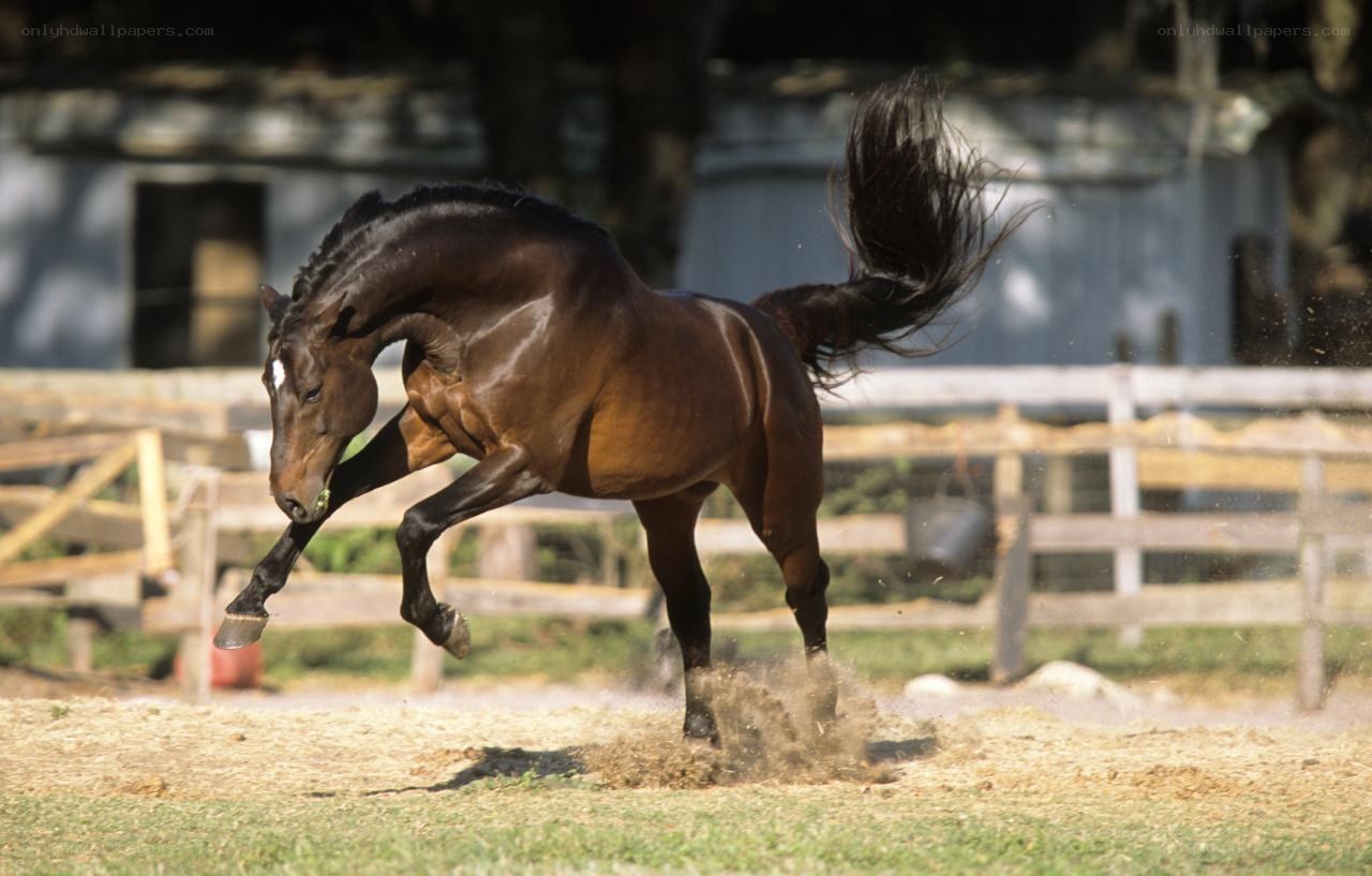 brown horse rearing in paddock