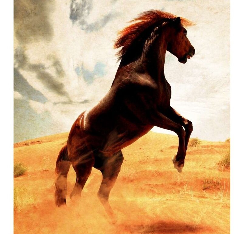 Brown Horse Rearing