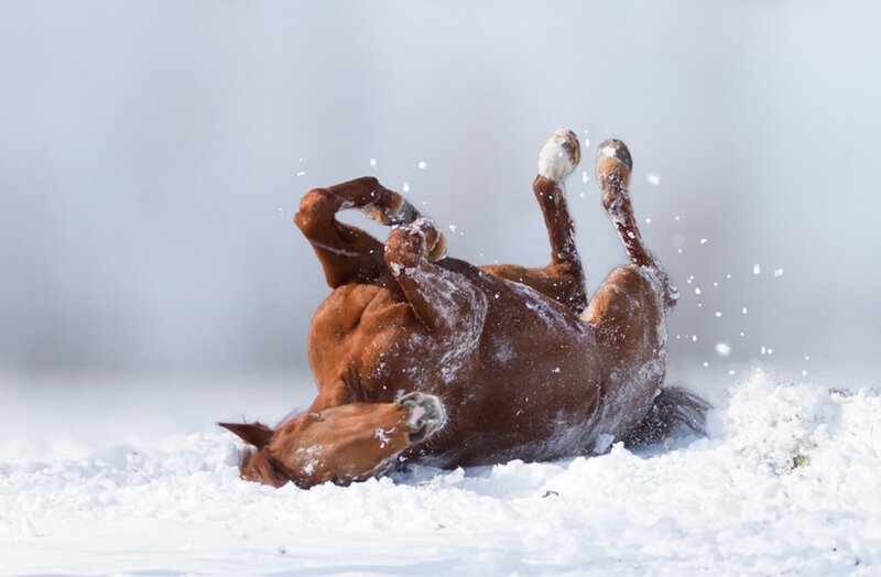 Brown Horse Rolling in Snow