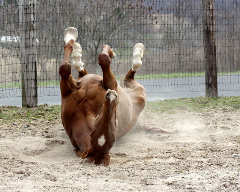 Brown Horse Rolling