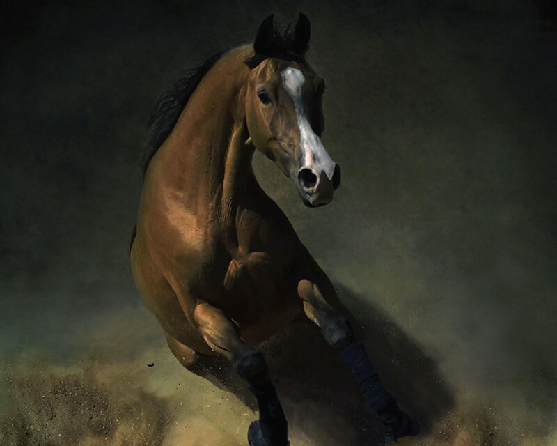 brown horse running