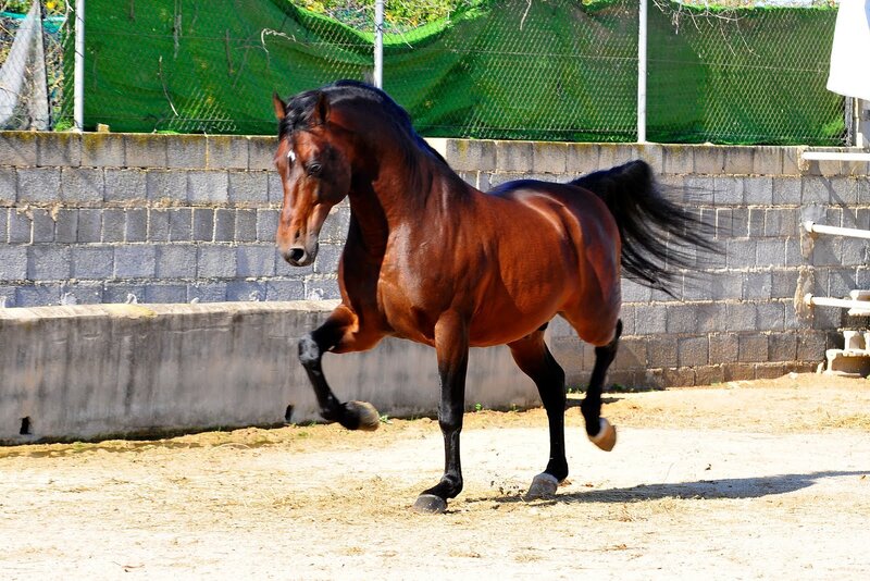 Brown Horse Running — Active, Afternoon, Photograph, Brick Wall