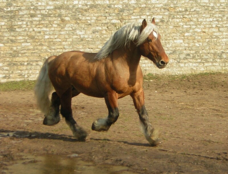 Brown Horse Running — Active, Afternoon, Photograph, Dirt Ground