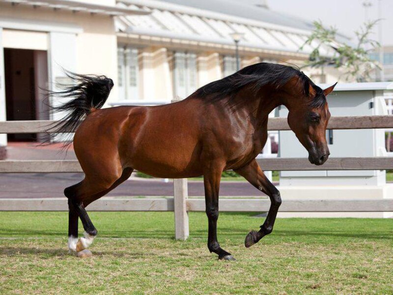 Brown Horse Running — Active, Afternoon, Photograph, Fence, Building, Grass
