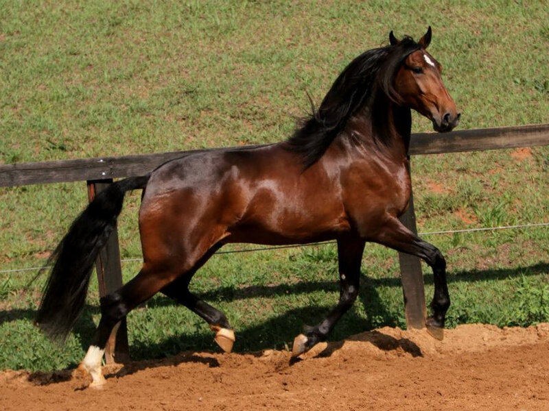 Brown Horse Running — Active, Afternoon, Photograph, Fence, Grass, Dirt