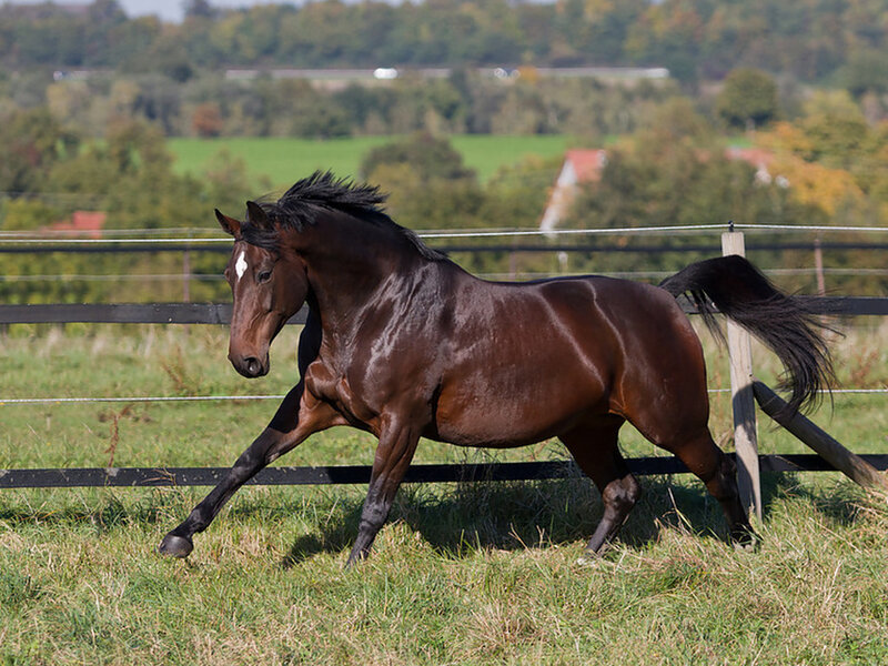 Brown Horse Running — Active, Afternoon, Photograph, Fence, Grass Field