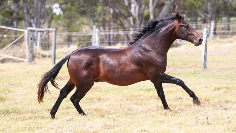 Brown Horse Running — Active, Afternoon, Photograph, Fence, Grass Field, Trees
