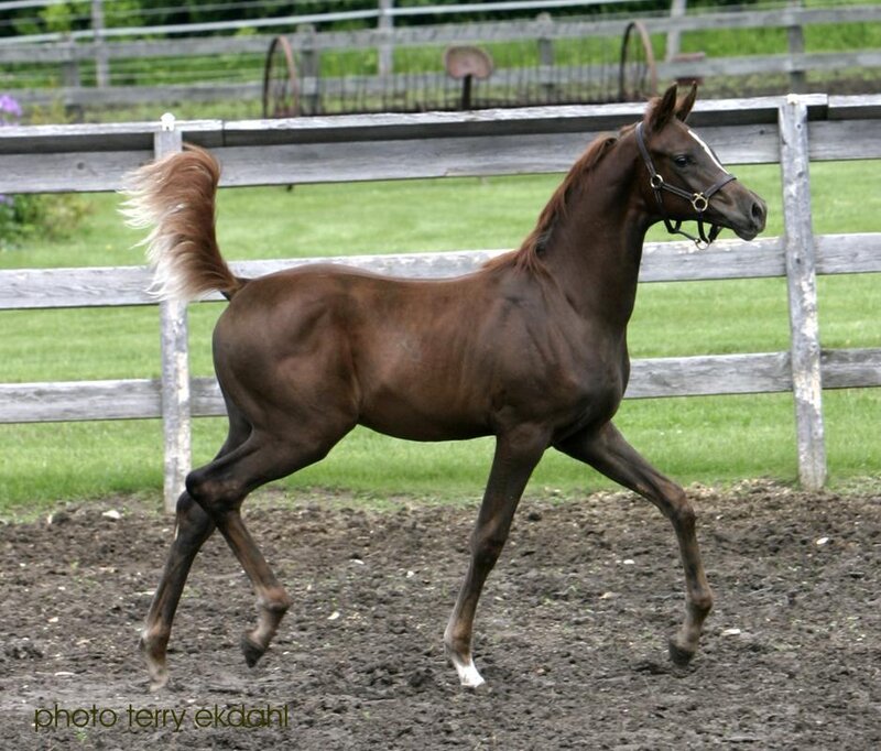 Brown Horse Running — Active, Afternoon, Photograph, Fence, Grass, Tail