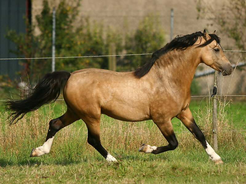 Brown Horse Running — Active, Afternoon, Photograph, Fence, Grass, Trees