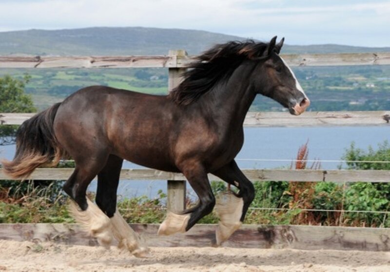 Brown Horse Running — Active, Afternoon, Photograph, Fence, Hills