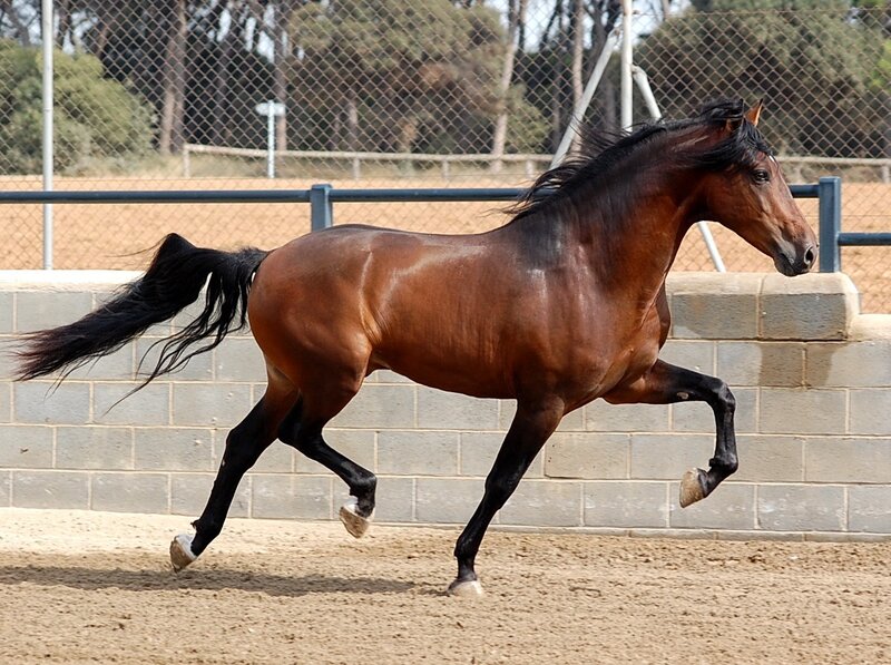 Brown Horse Running — Active, Afternoon, Photograph, Fence, Sandy Ground