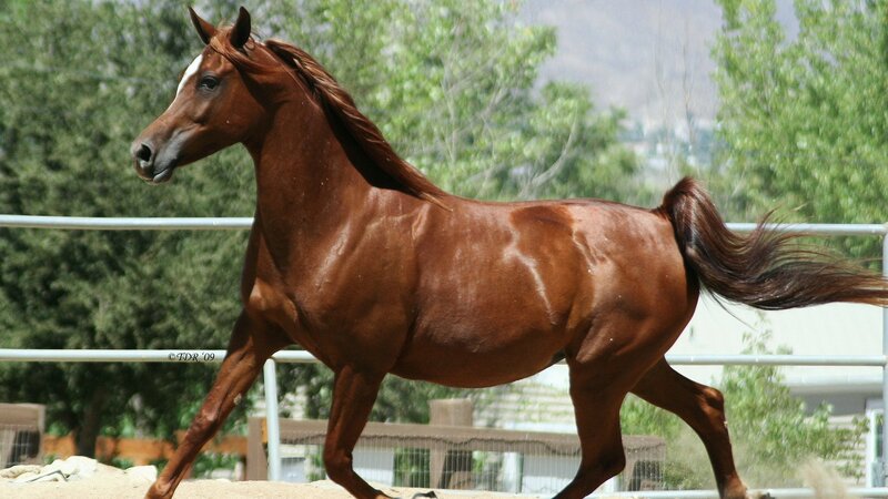 Brown Horse Running — Active, Afternoon, Photograph, Fence, Trees, Dirt