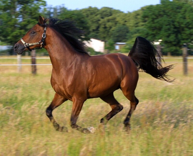 Brown Horse Running — Active, Afternoon, Photograph, Field, Trees, Fence
