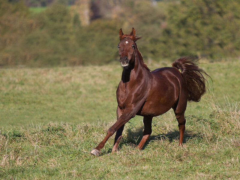 Brown Horse Running — Active, Afternoon, Photograph, Field, Trees
