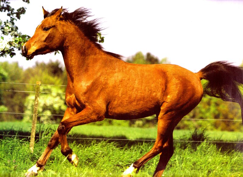 Brown Horse Running — Active, Afternoon, Photograph, Grass, Fence, Trees