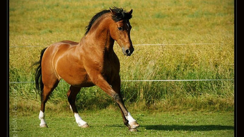 Brown Horse Running — Active, Afternoon, Photograph, Grass Field, Fence