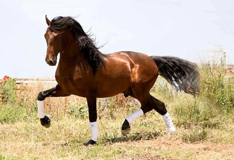 Brown Horse Running — Active, Afternoon, Photograph, Grass Field