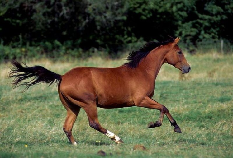 Brown Horse Running — Active, Afternoon, Photograph, Grass Field, Trees, Green