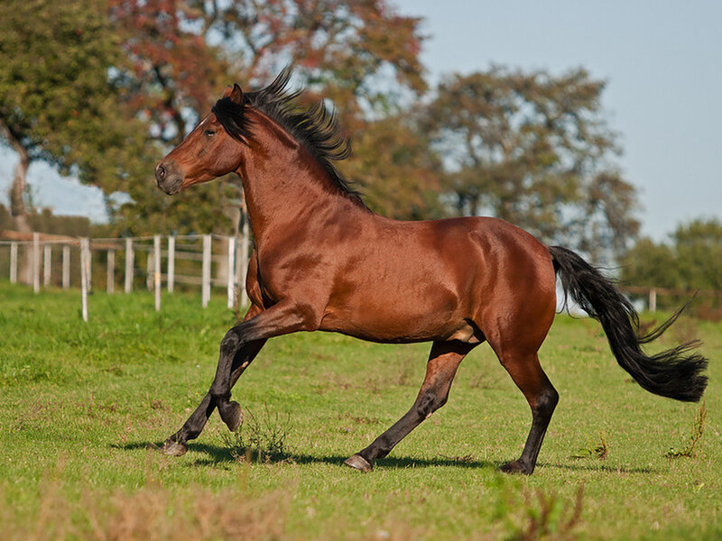 Brown Horse Running — Active, Afternoon, Photograph, Grass Field, Trees